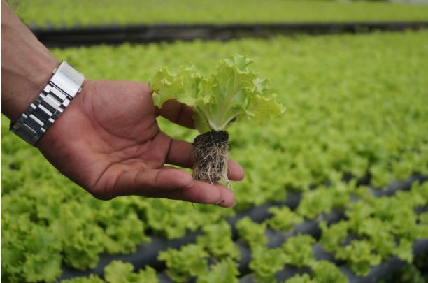 lechuga