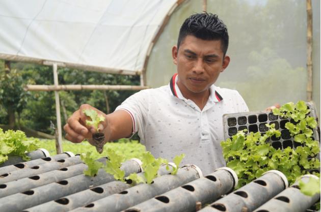 lechuga