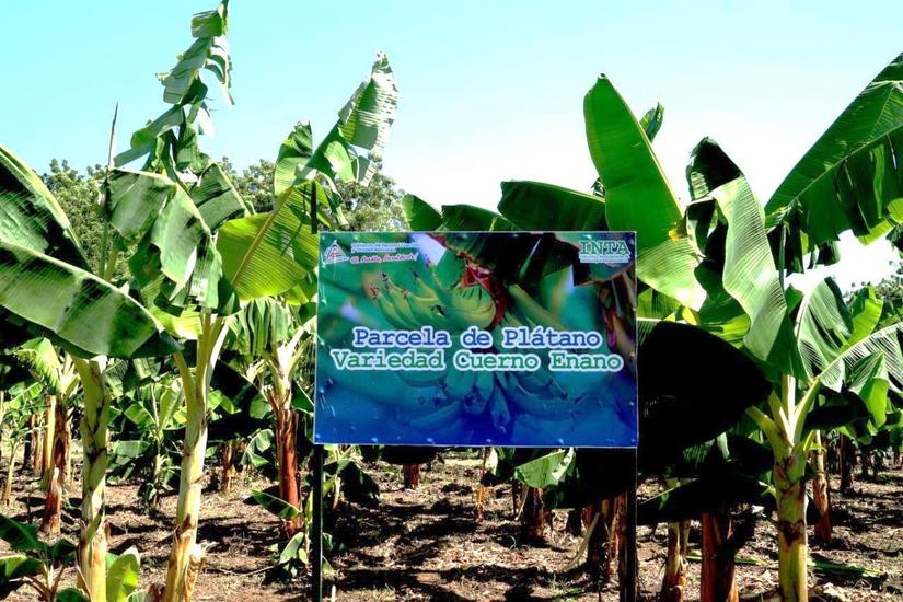 finca