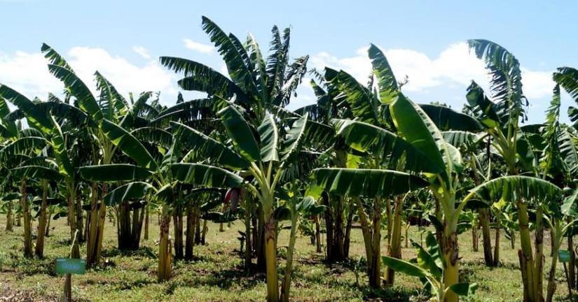 finca