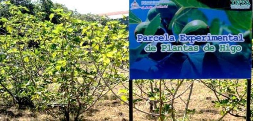 finca