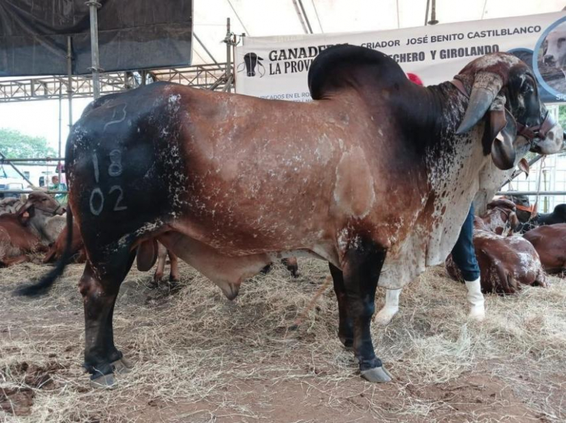 feria