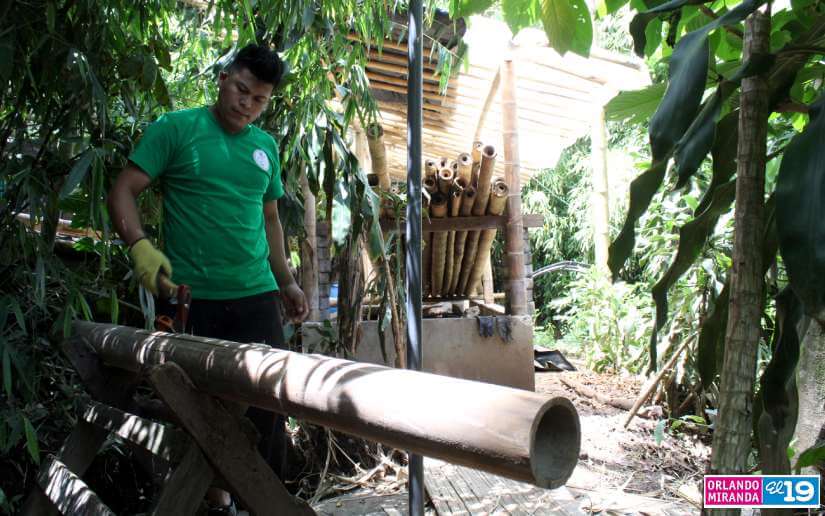 bambu