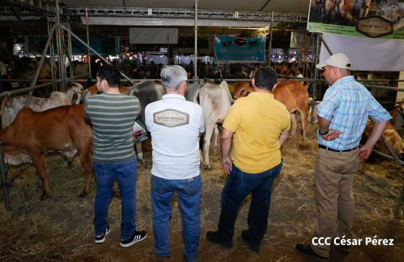 feria