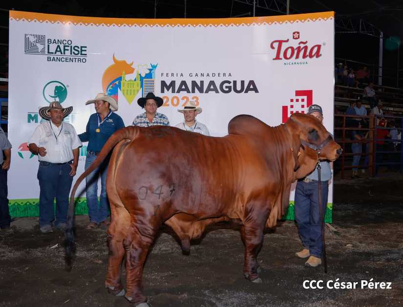 feria