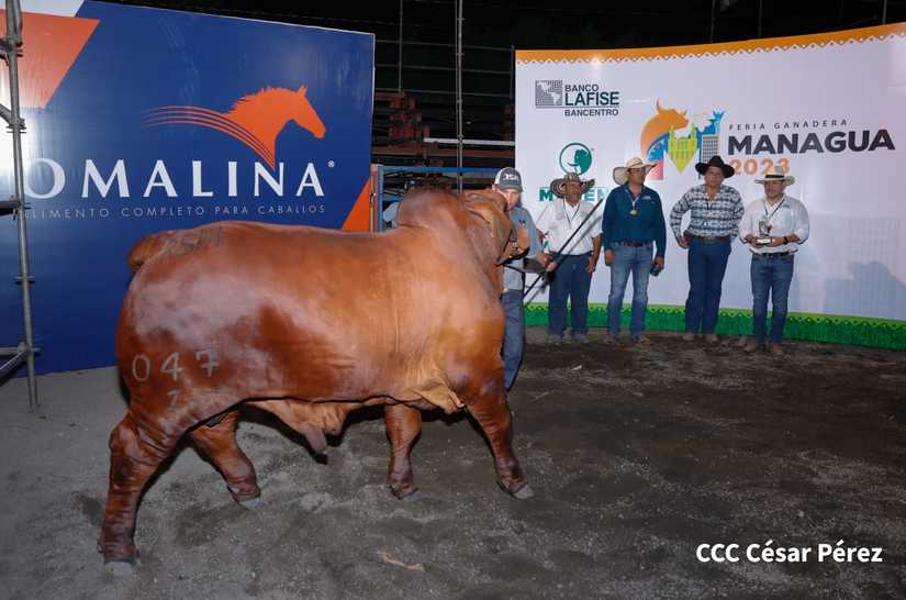 feria