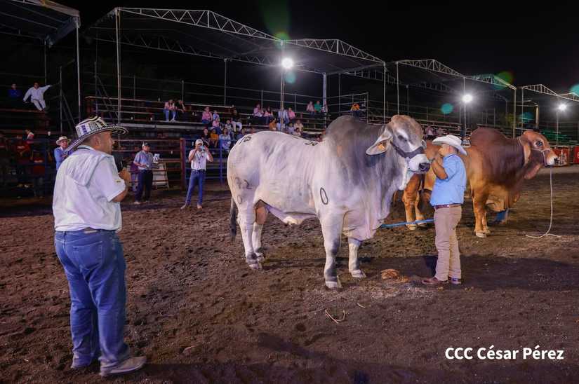 feria