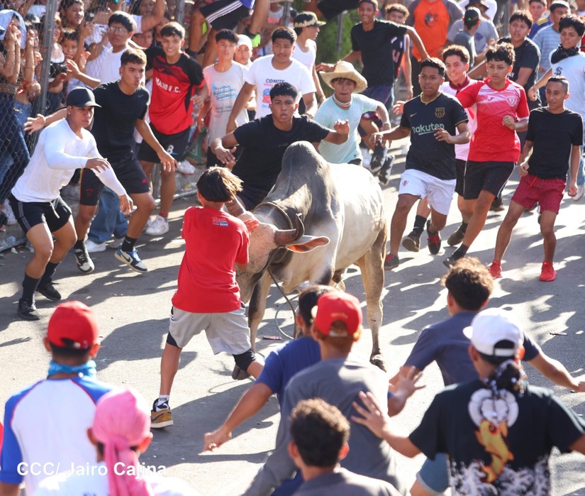 vacas
