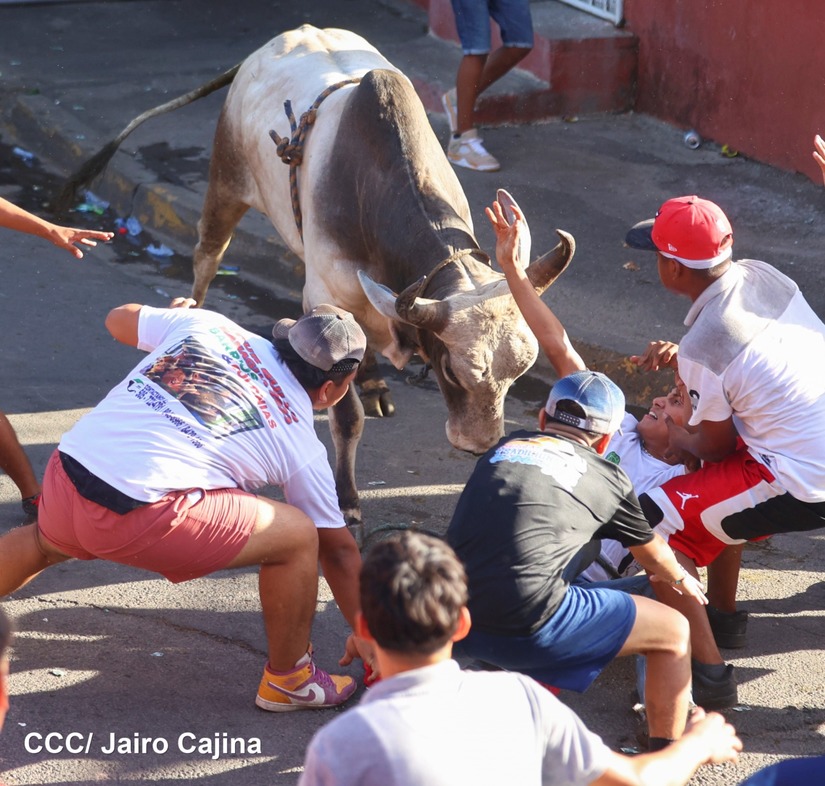 vacas