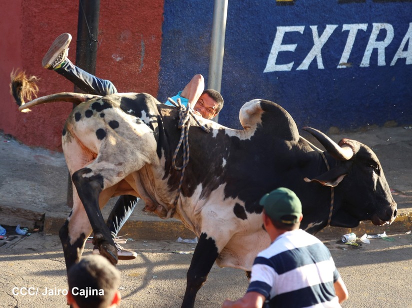 vacas