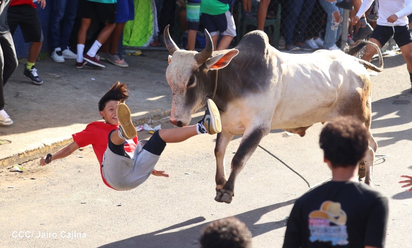 vacas