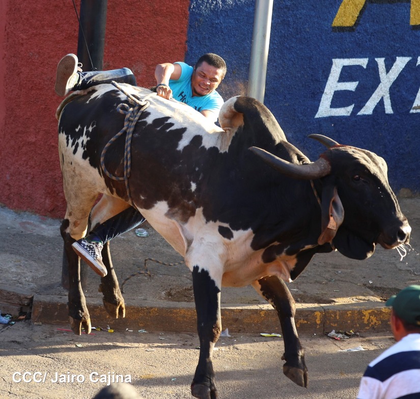 vacas