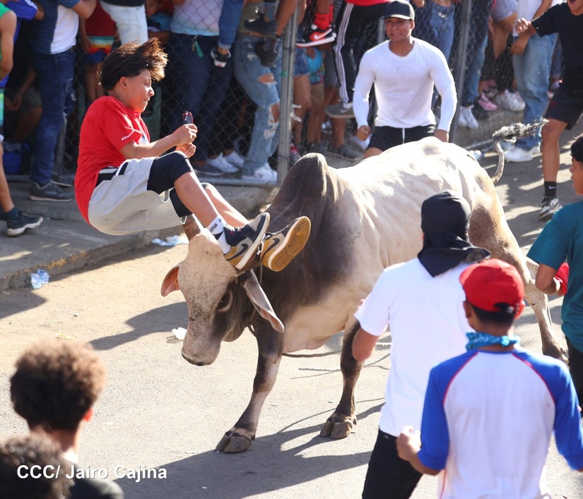 vacas