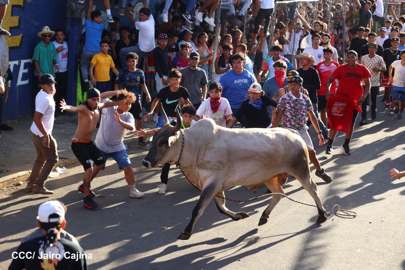 vacas