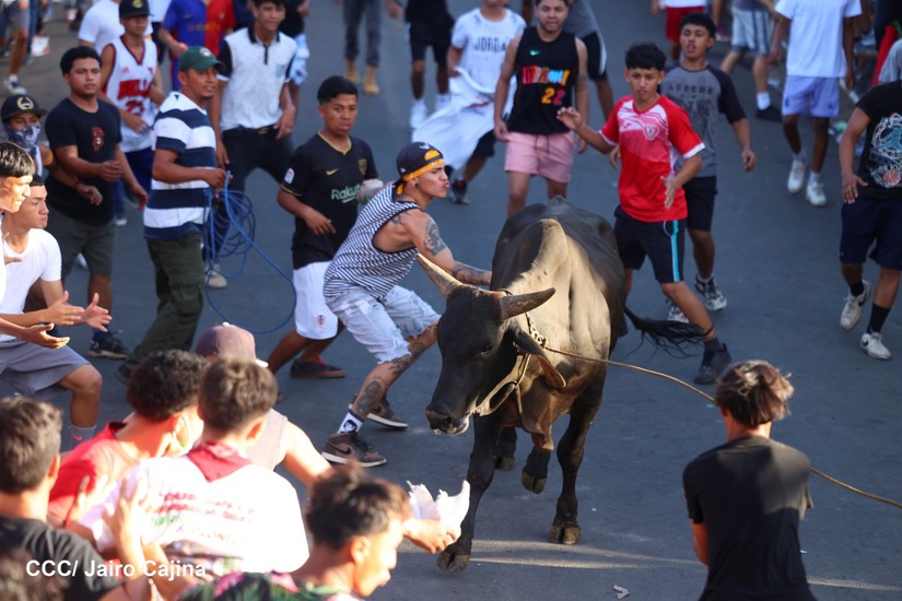 vacas