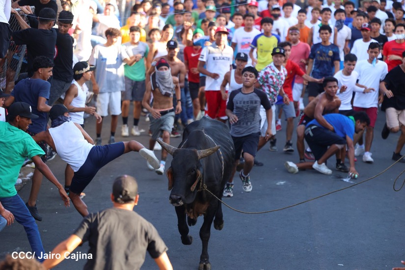vacas