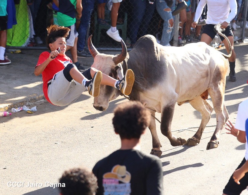 vacas