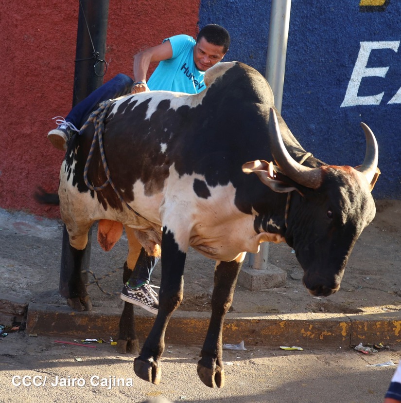 vacas