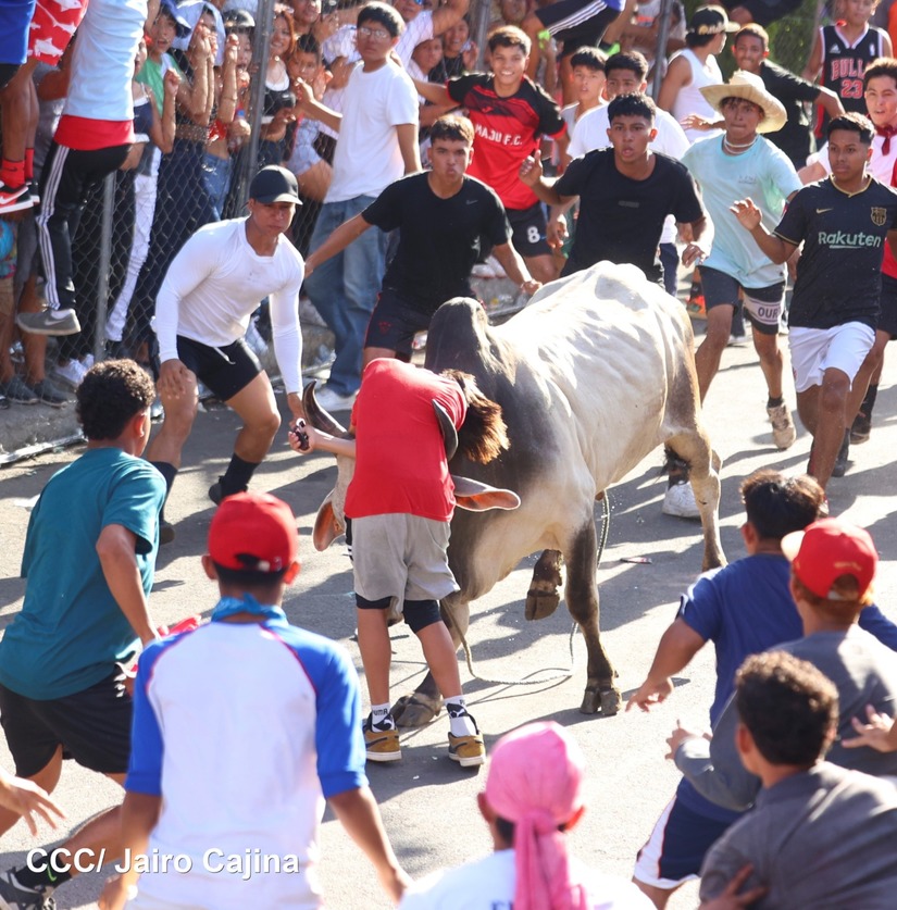 vacas