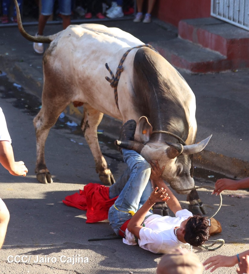 vacas