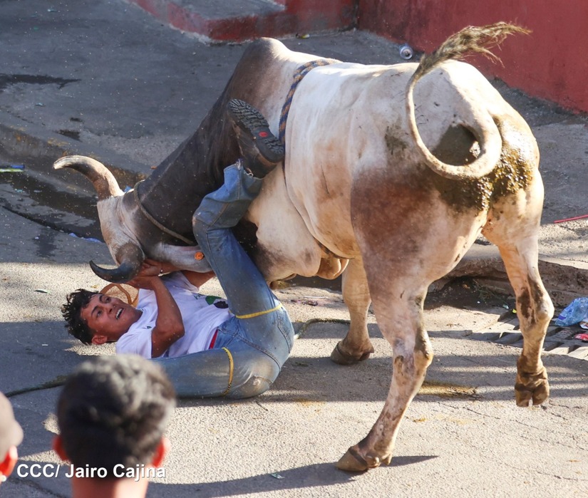 vacas