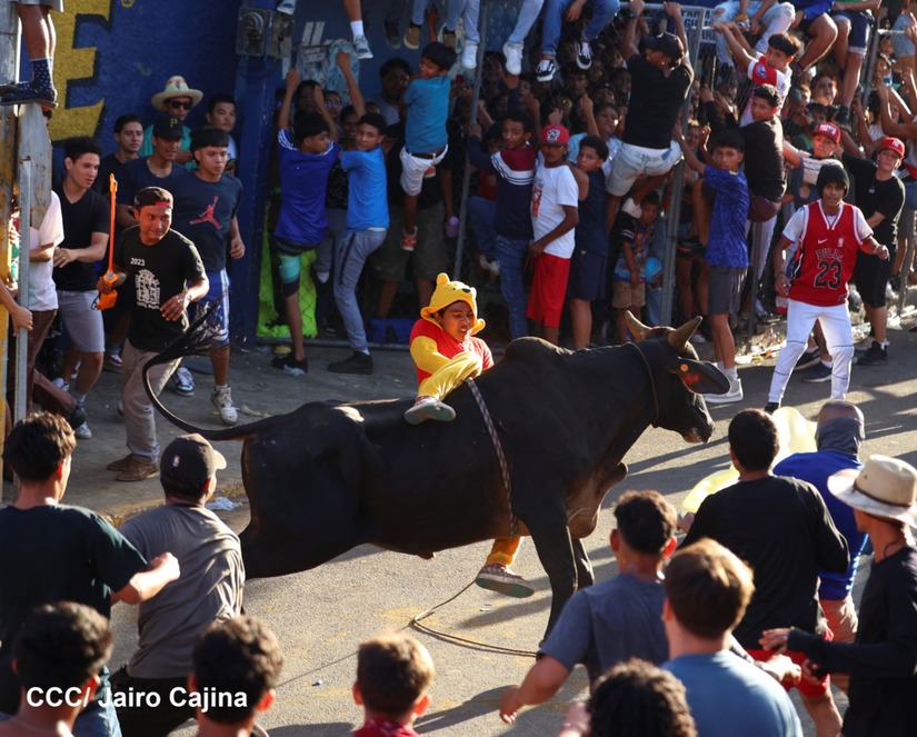 vacas