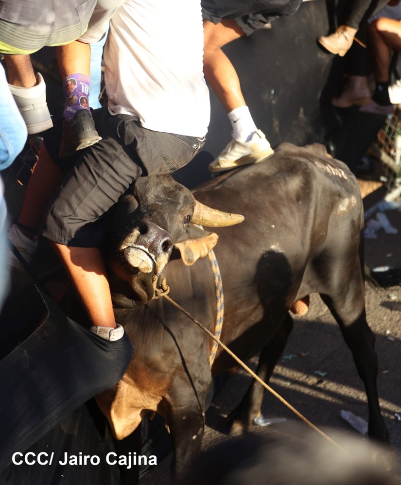 vacas