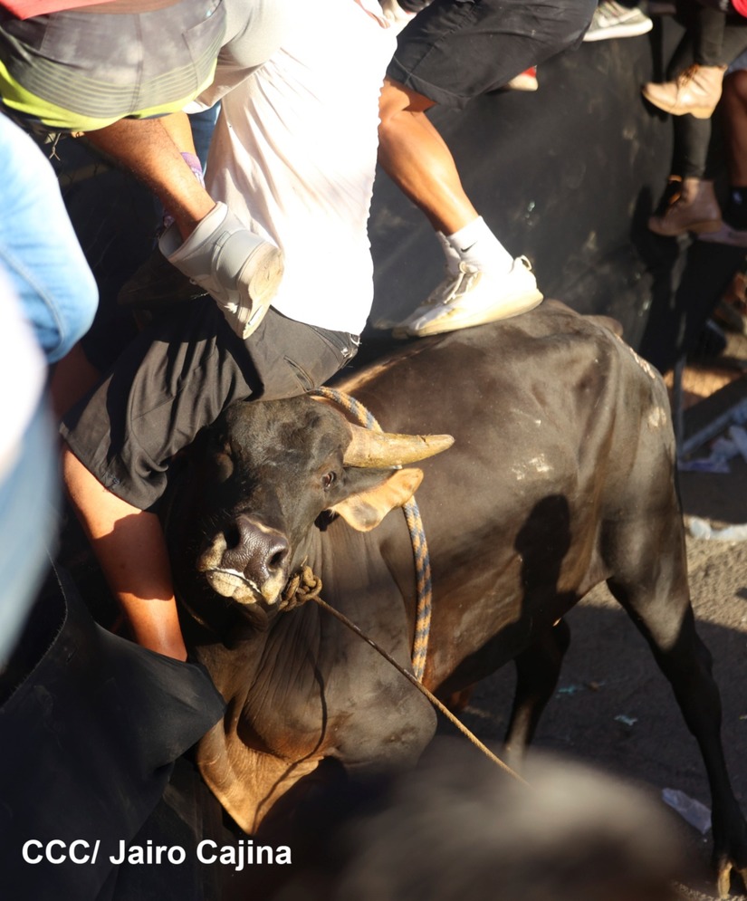 vacas