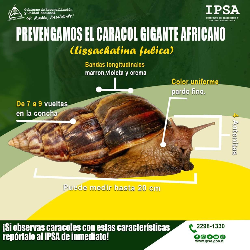 CARACOL