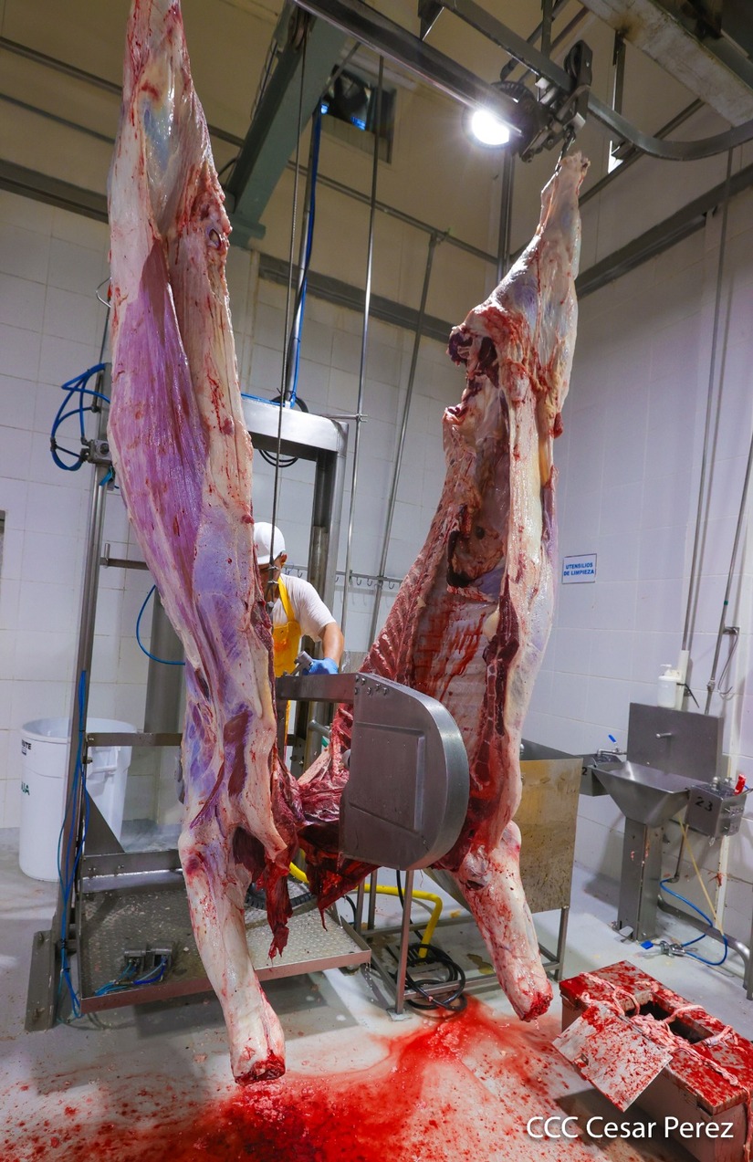 carne