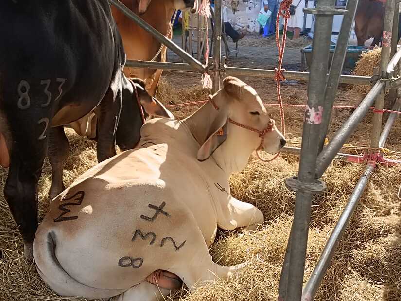 FERIA