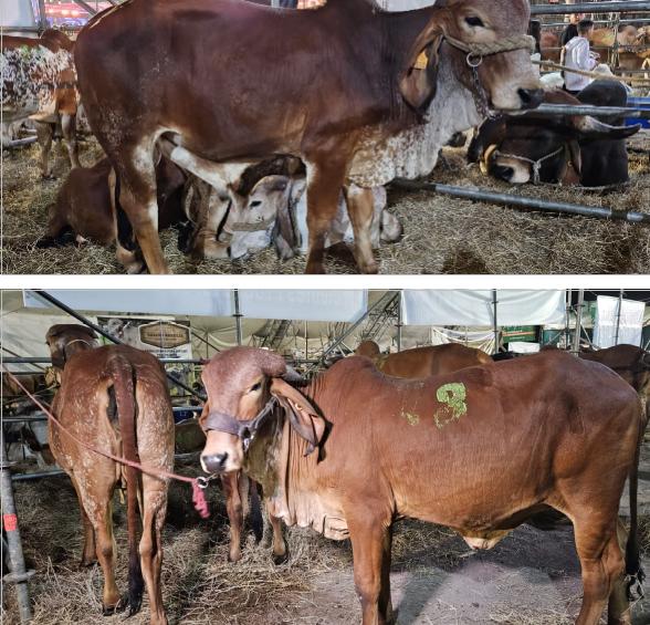 feria-ganadera-esteli