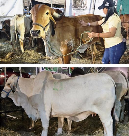 feria-ganadera-esteli