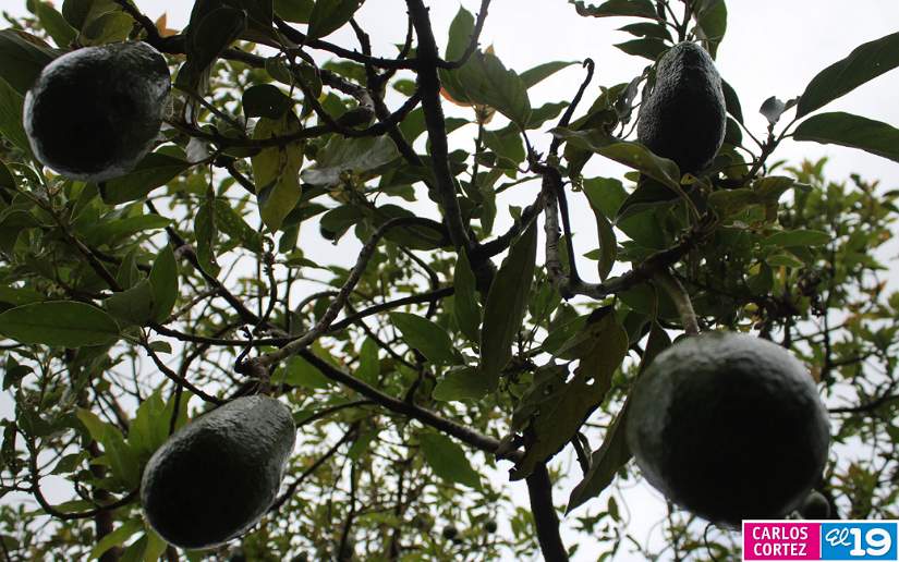 AGUACATE