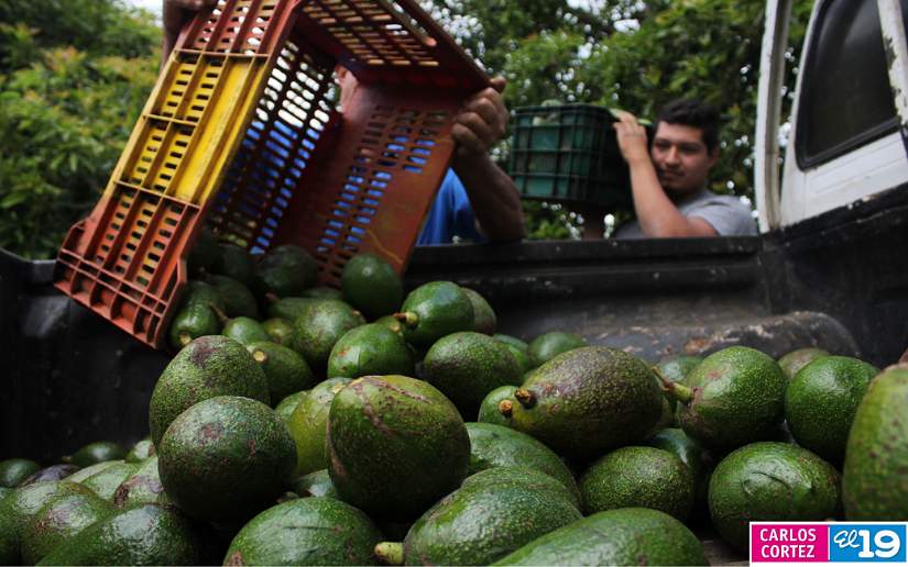 AGUACATE