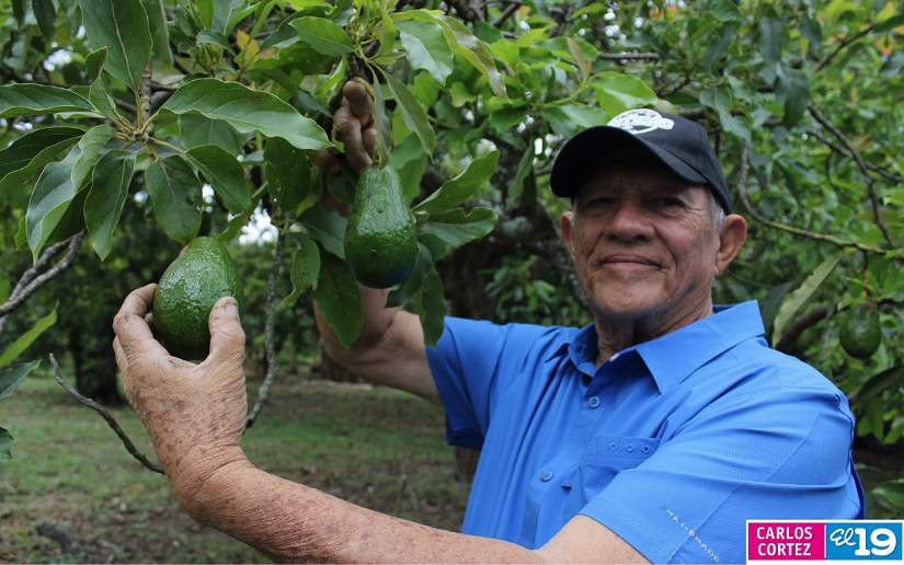 AGUACATE