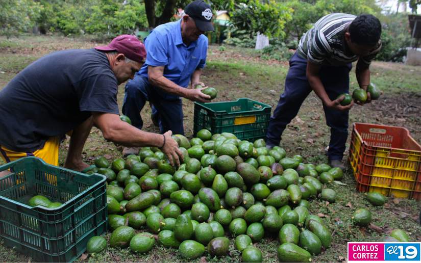 AGUACATE