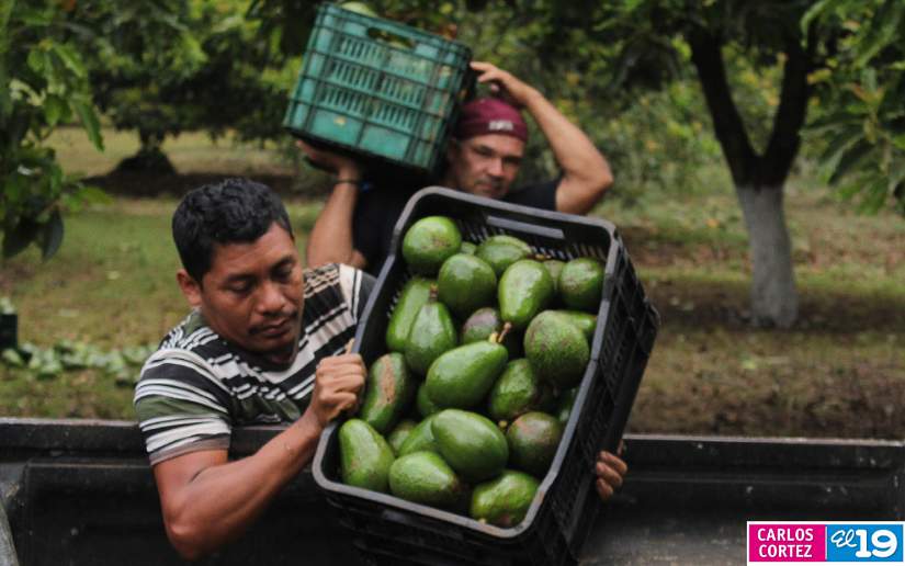 AGUACATE