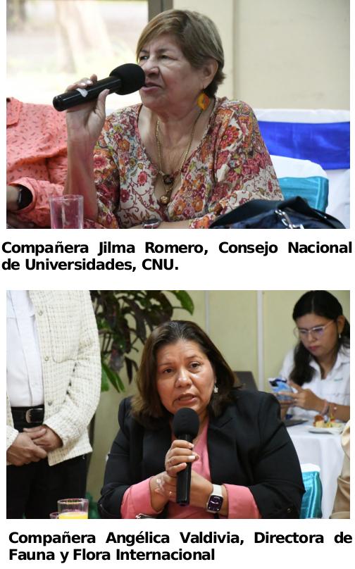 tortugas