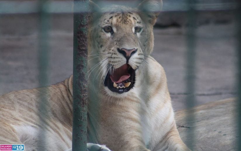 ZOO