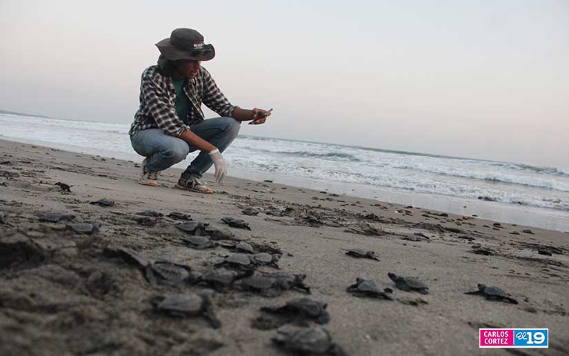 tortuga