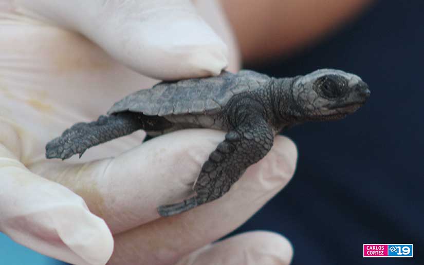 tortuga