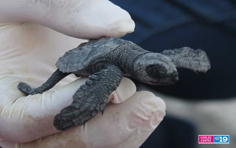 tortuga