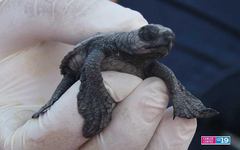 tortuga