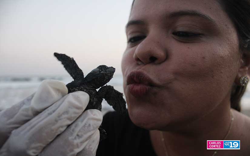 tortuga