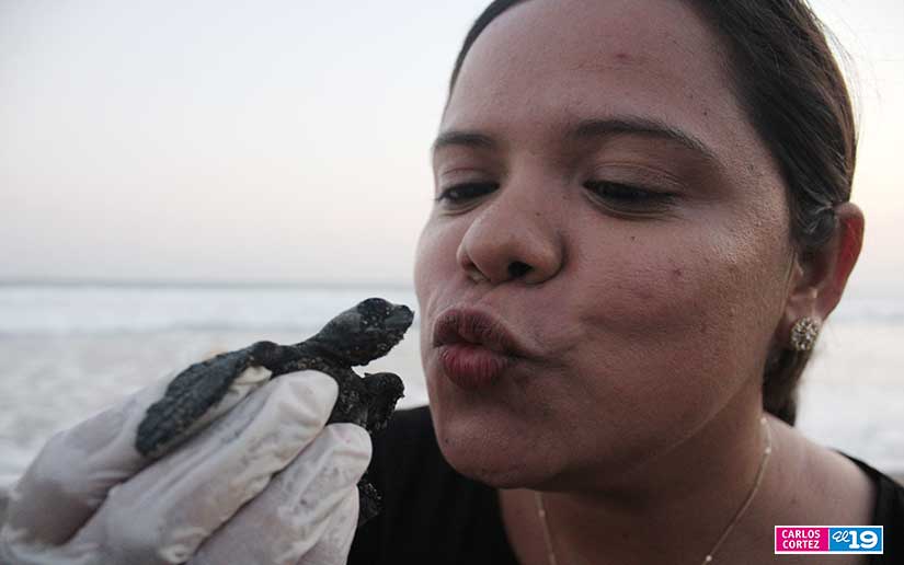 tortuga