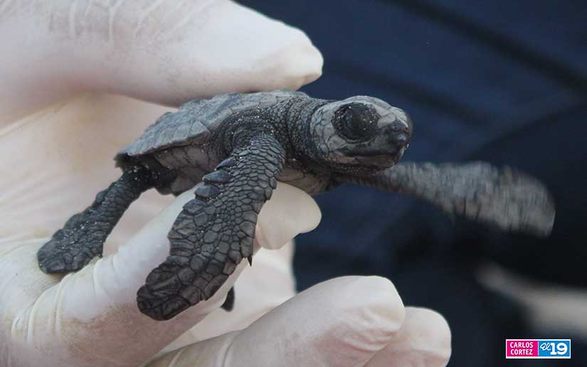 tortuga