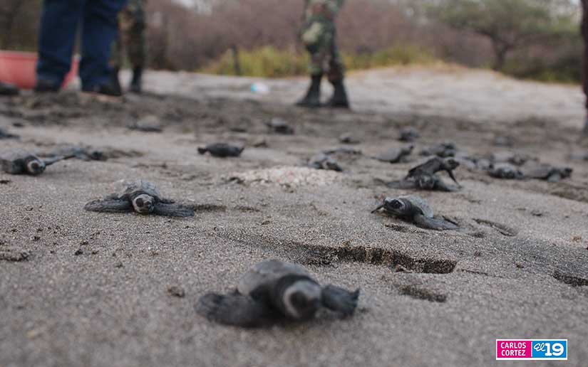 tortuga