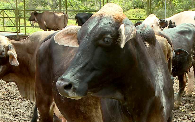 rama