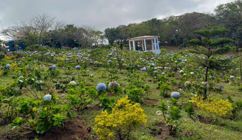 flores